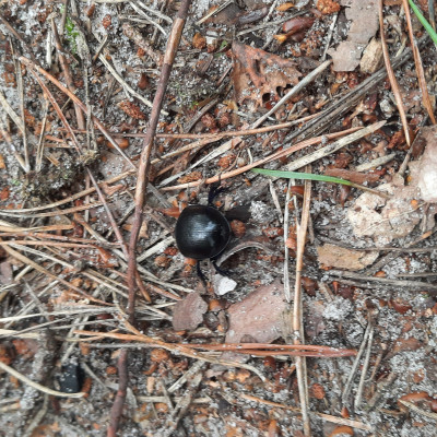 Waldtag Waldtag