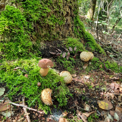 Waldspaziergang Waldspaziergang